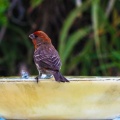 red-bird-at-fountain-June-2017-158