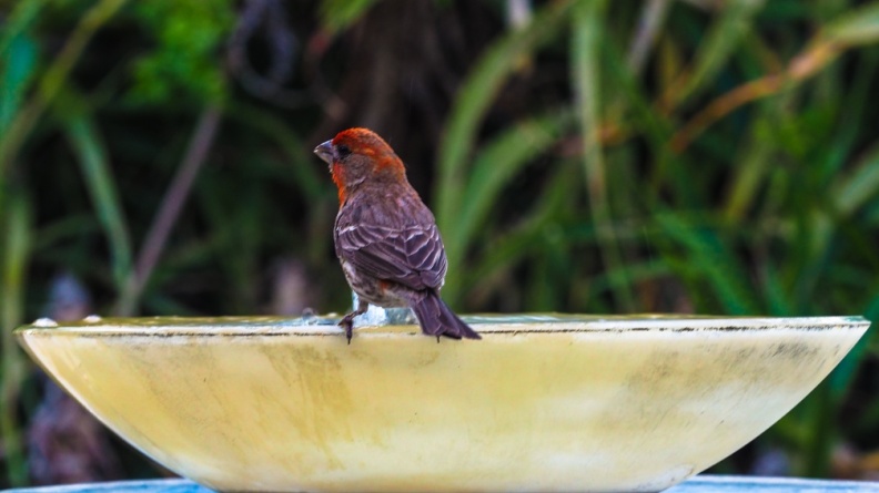 red-bird-at-fountain-June-2017-159.jpg