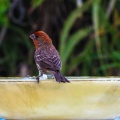 red-bird-at-fountain-June-2017-159