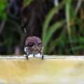 red-bird-at-fountain-June-2017-160