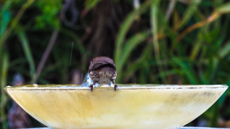 red-bird-at-fountain-June-2017-161.jpg
