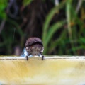 red-bird-at-fountain-June-2017-161