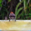 red-bird-at-fountain-June-2017-162