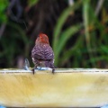 red-bird-at-fountain-June-2017-163