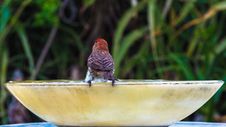 red-bird-at-fountain-June-2017-164.jpg