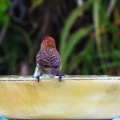 red-bird-at-fountain-June-2017-164