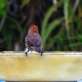 red-bird-at-fountain-June-2017-165