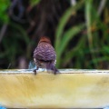 red-bird-at-fountain-June-2017-166