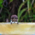 red-bird-at-fountain-June-2017-167