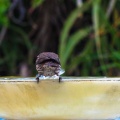 red-bird-at-fountain-June-2017-168