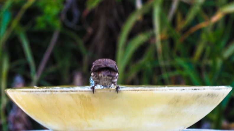 red-bird-at-fountain-June-2017-169.jpg