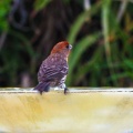 red-bird-at-fountain-June-2017-170