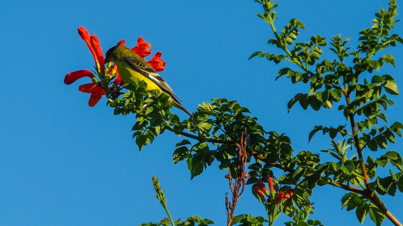 yellow-bird-Sept-2015-102.jpg