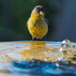 Birds-at-Geek-Hill