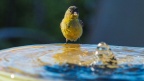 Birds-at-Geek-Hill