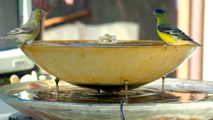 yellow-finches-april-7-batch-1-2023-1637