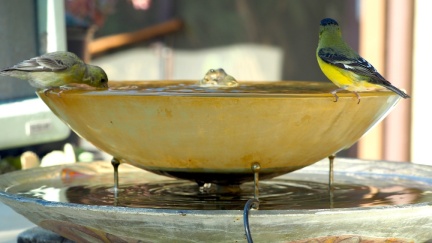 yellow-finches-april-7-batch-1-2023-1651