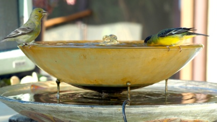 yellow-finches-april-7-batch-1-2023-1653