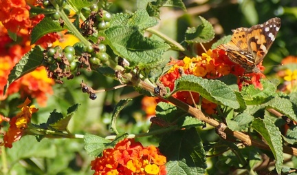 Butterflies-in-October-2013-103