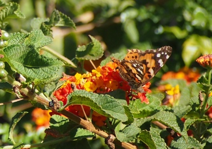 Butterflies-in-October-2013-105