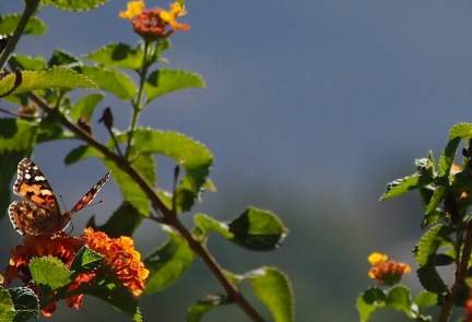 Butterflies-in-October-2013-106