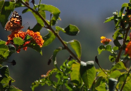 Butterflies-in-October-2013-107