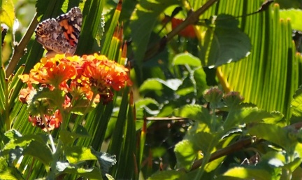 Butterflies-in-October-2013-108