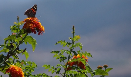 Butterflies-in-October-2013-109