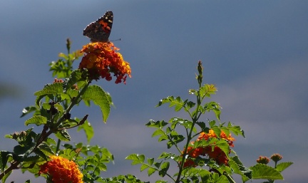 Butterflies-in-October-2013-110