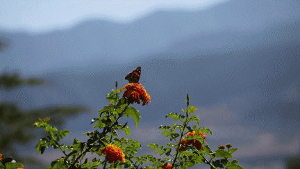 Butterflies-in-October-2013-111-MOTION