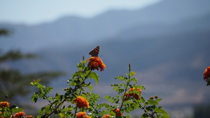 Butterflies-in-October-2013-111