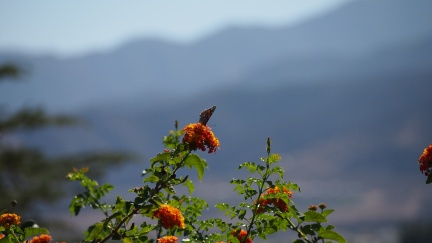 Butterflies-in-October-2013-116