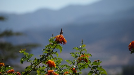 Butterflies-in-October-2013-117