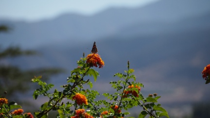 Butterflies-in-October-2013-118
