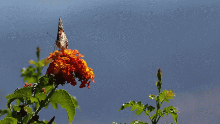 Butterflies-in-October-2013-120-MOTION