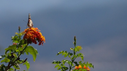 Butterflies-in-October-2013-120