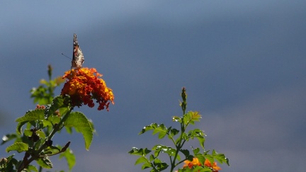 Butterflies-in-October-2013-121