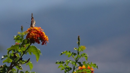 Butterflies-in-October-2013-122
