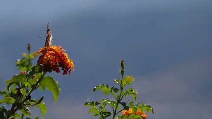 Butterflies-in-October-2013-123