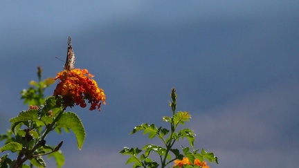 Butterflies-in-October-2013-124