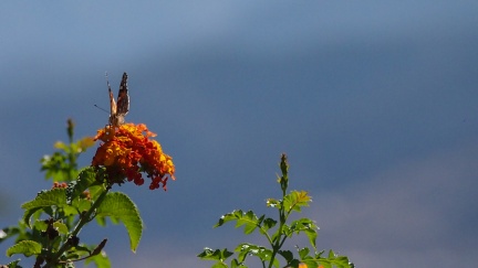 Butterflies-in-October-2013-125