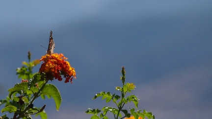 Butterflies-in-October-2013-126