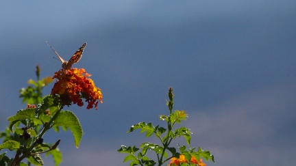 Butterflies-in-October-2013-127