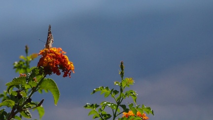 Butterflies-in-October-2013-128