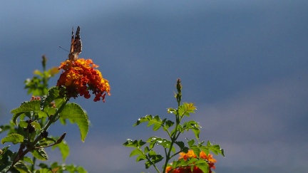 Butterflies-in-October-2013-130