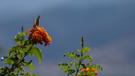 Butterflies-in-October-2013-131