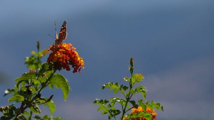 Butterflies-in-October-2013-132