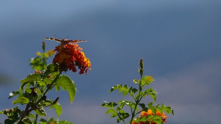 Butterflies-in-October-2013-133