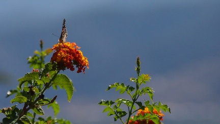 Butterflies-in-October-2013-134