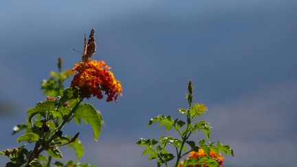 Butterflies-in-October-2013-135